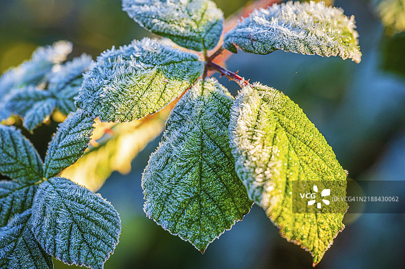 黑莓（Rubus fruticosus）叶子上的霜痕，在低阳光照射下，突显出霜的图案，德国图林根州耶拿，欧洲图片素材