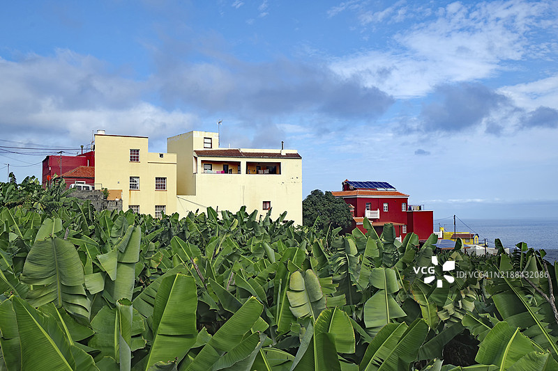 五彩斑斓的房屋位于大片绿色香蕉种植园的边缘，蓝天之下，洛斯索塞斯，拉帕尔马，加那利群岛，西班牙，欧洲图片素材