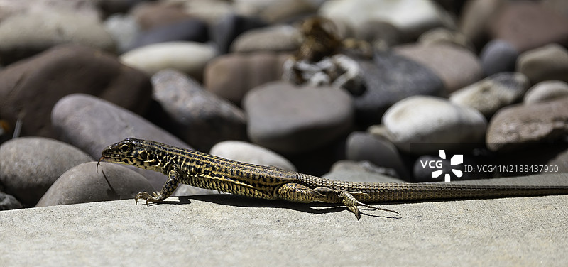 叉尾蜥蜴展示分叉的舌头图片素材