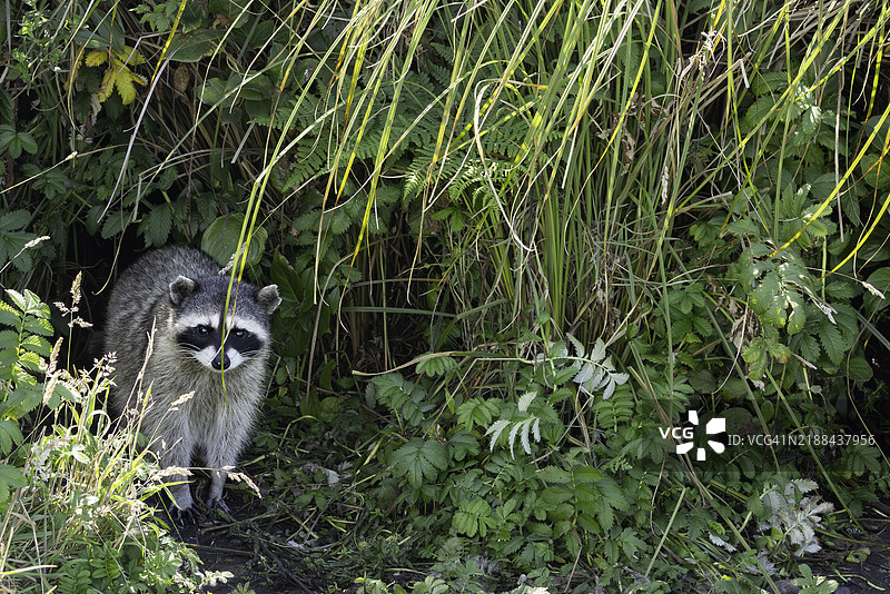 成年浣熊在看护幼崽图片素材