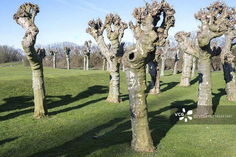 公园里的悬铃木树图片素材