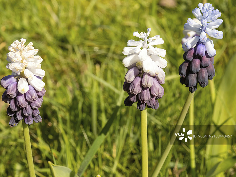 花朵：风信子（Asparagaceae Muscari Latifolium）图片素材
