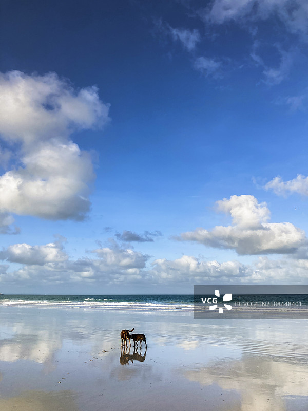 两只狗在布鲁姆的凯布尔海滩湿季玩耍。图片素材