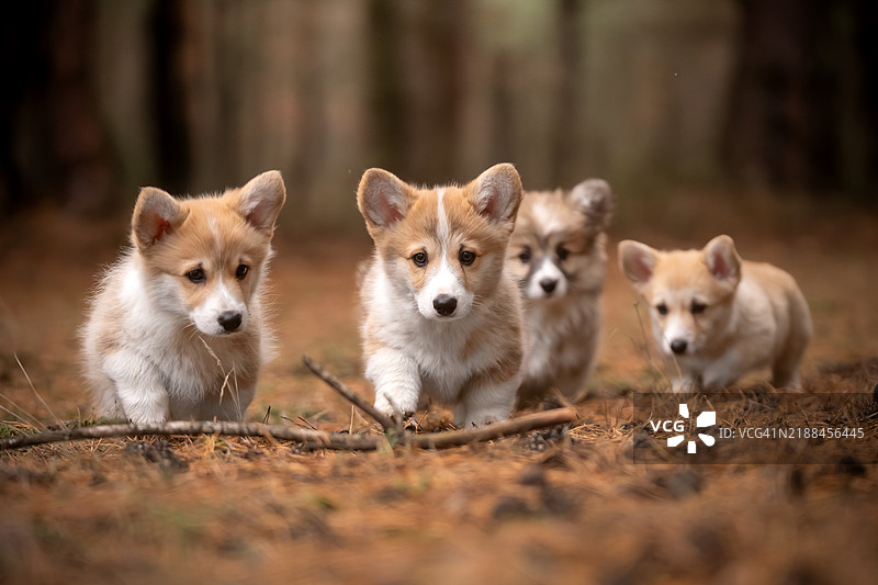 威尔士彭布罗克柯基小狗在散步图片素材