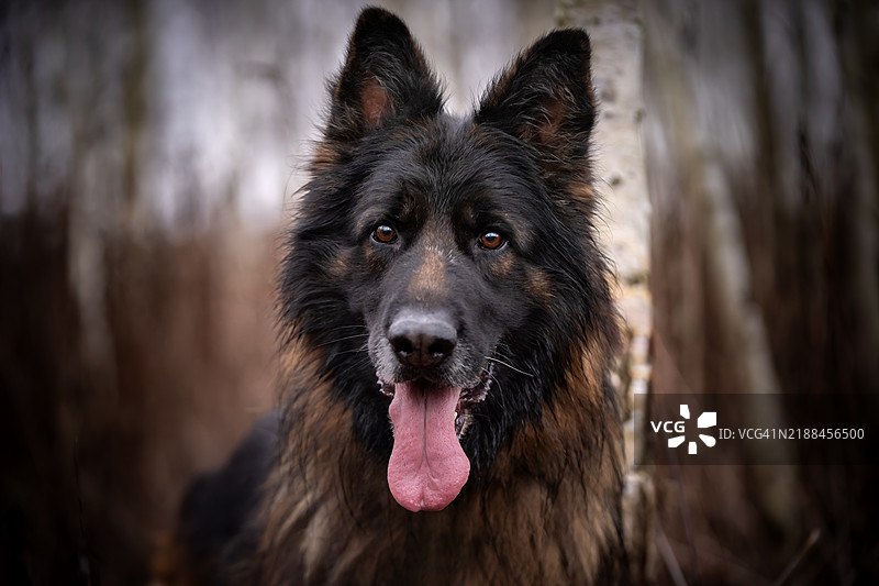 德国牧羊犬的肖像图片素材