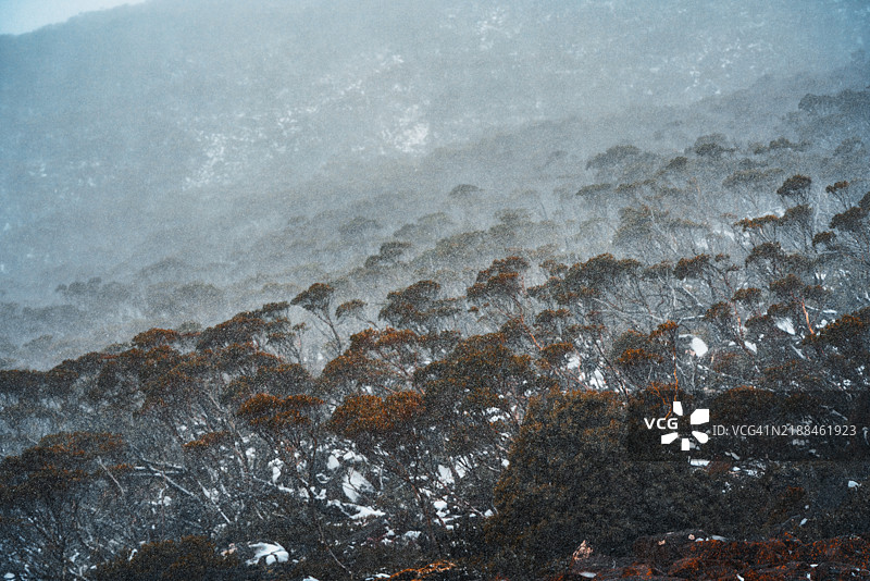 塔斯马尼亚澳大利亚威灵顿山春季的降雪图片素材