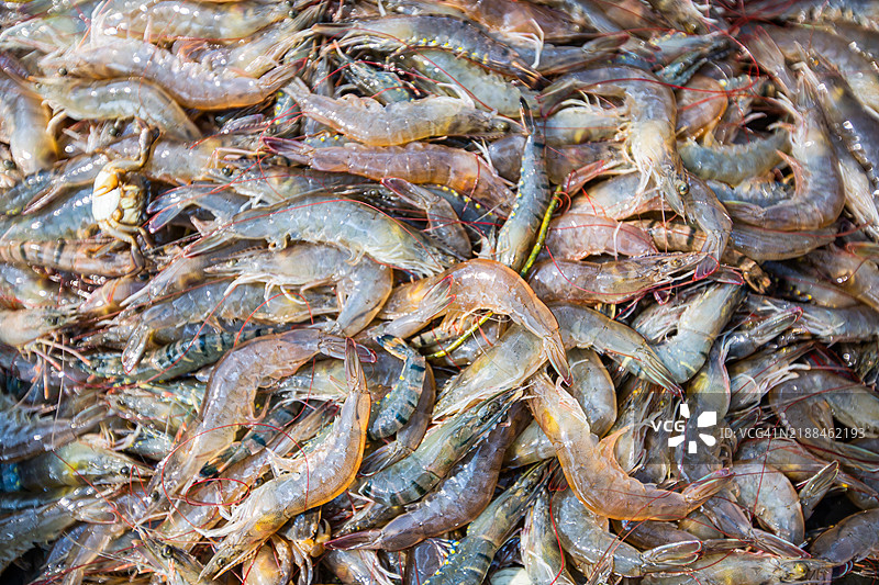 市场上新鲜的虾照片，展示了带壳的生虾放在冰上，体现了海鲜的新鲜度。图片素材