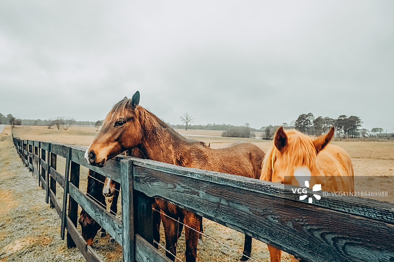 阴天的乡村风景，马儿在牧场上吃草图片素材