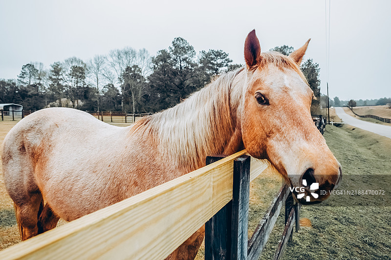 美丽的马在阴云密布的乡村牧场风景中图片素材