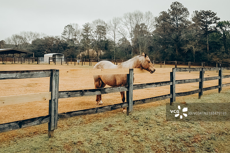 宁静的乡村场景，阴天的草地上有一匹马。金色马驹站在一个沙土围场的乡村木栅栏后面，背景是树木和谷仓。图片素材