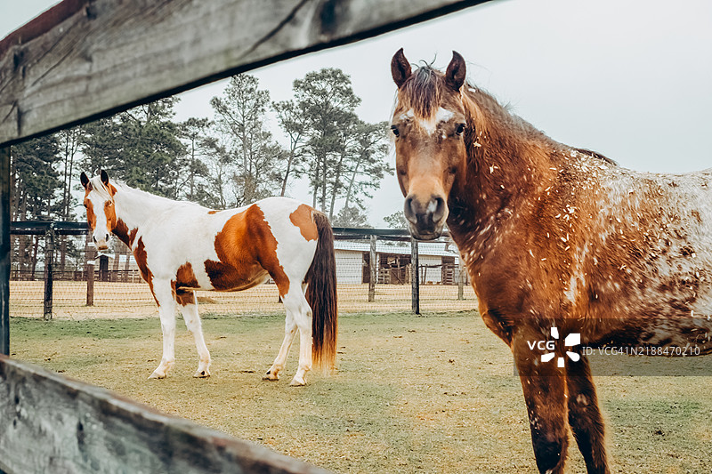 乡村农场场景，草地上有阿帕卢萨马和花马。图片素材