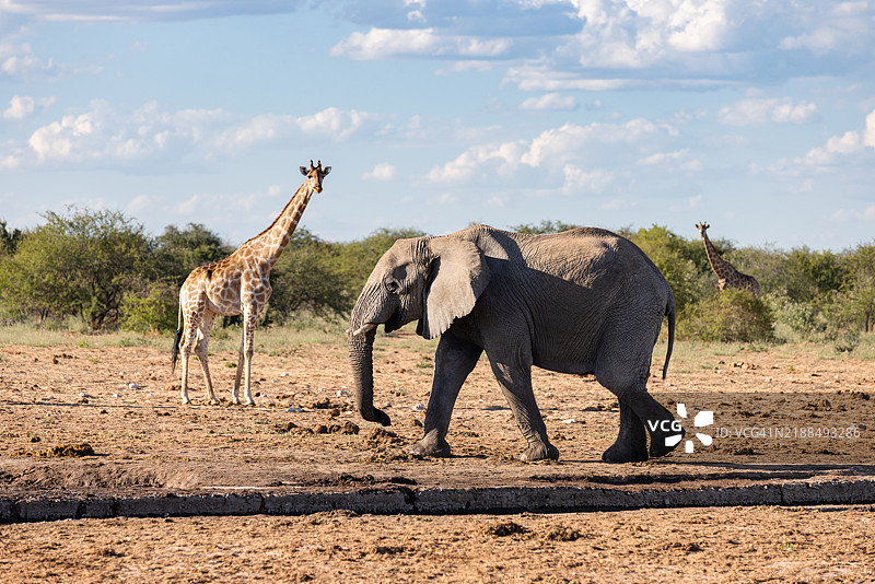 纳米比亚，沙漠，非洲，大象图片素材