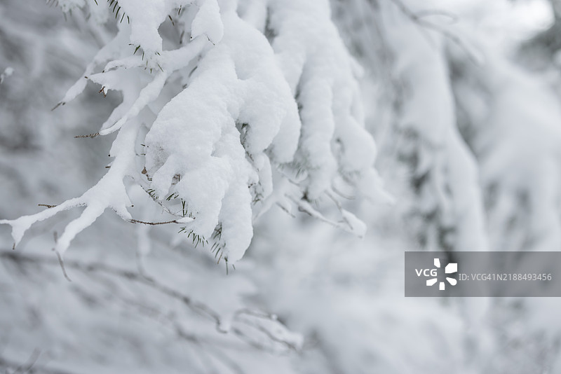 冬季的山地风景，森林，松果图片素材