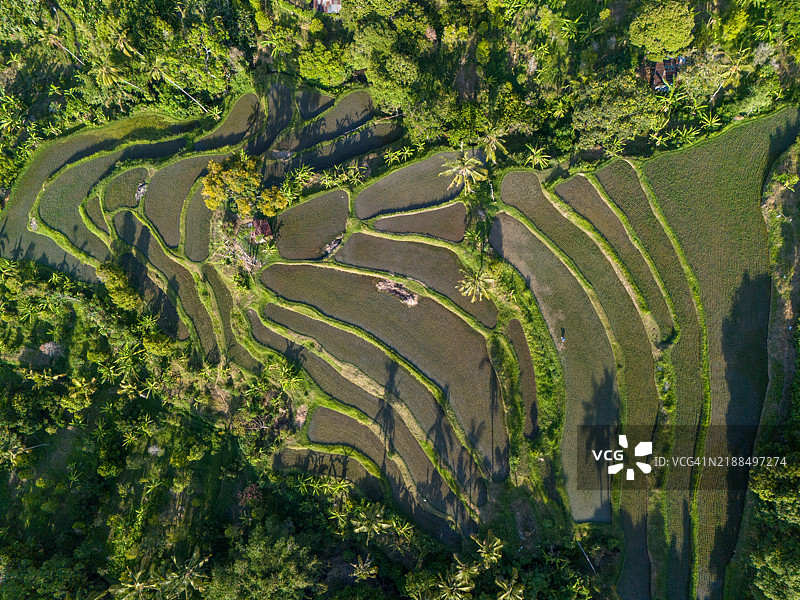 梯田稻田图片素材