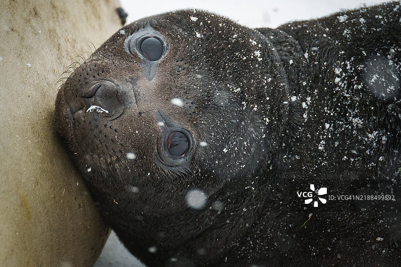 海象幼崽 (Mirounga leonina)图片素材