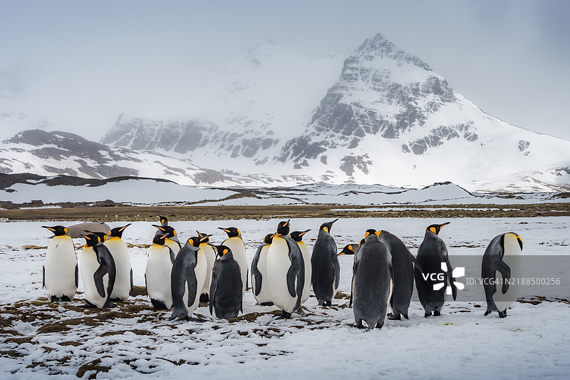 在索尔斯伯里平原上的国王企鹅图片素材