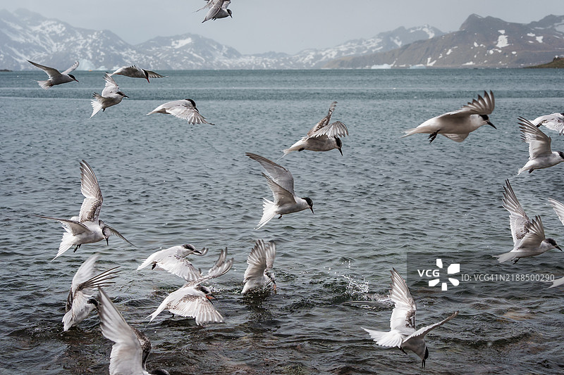 在索尔斯伯里平原上的国王企鹅图片素材