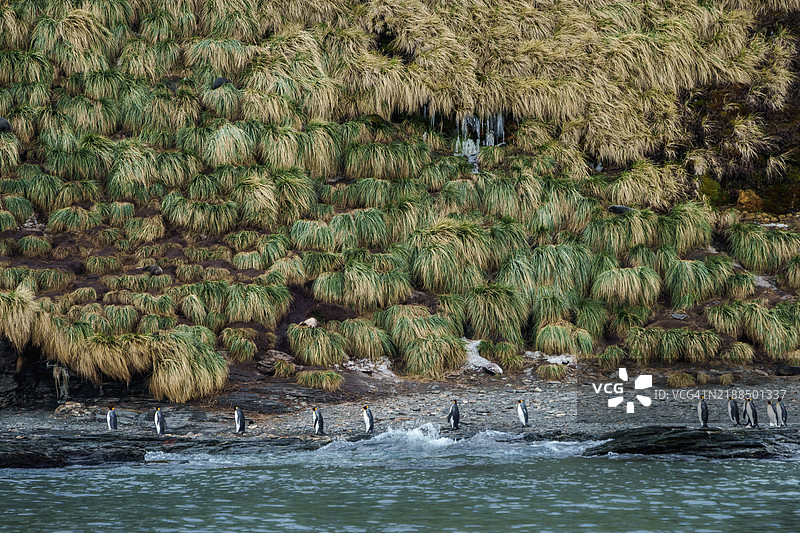 圣安德鲁湾的国王企鹅图片素材