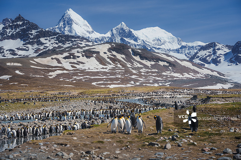 圣安德鲁湾的国王企鹅图片素材