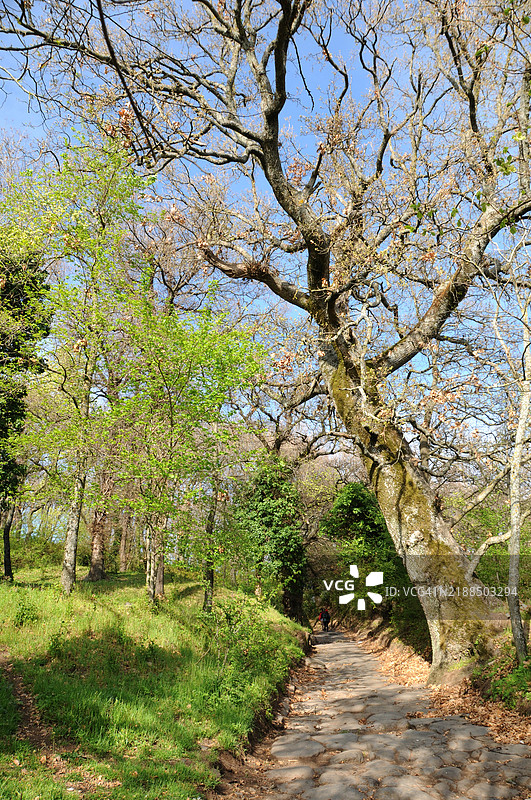 图斯科洛 - 罗马道路与橡树图片素材