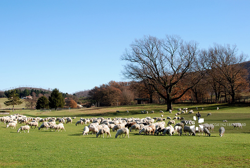 拉齐奥火山中的一群鸟图片素材
