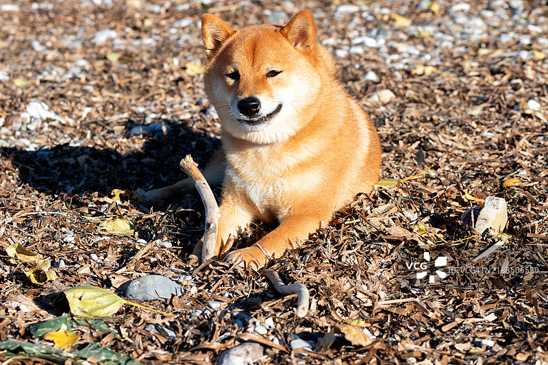 柴犬在秋天的落叶上玩耍，嘴里叼着一根棍子。图片素材