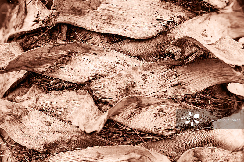 棕榈树树皮的细致纹理。展示2025年的流行色——摩卡慕斯。图片素材