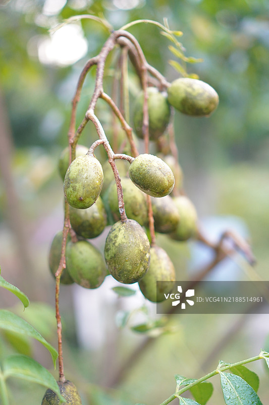 橄榄果图片素材