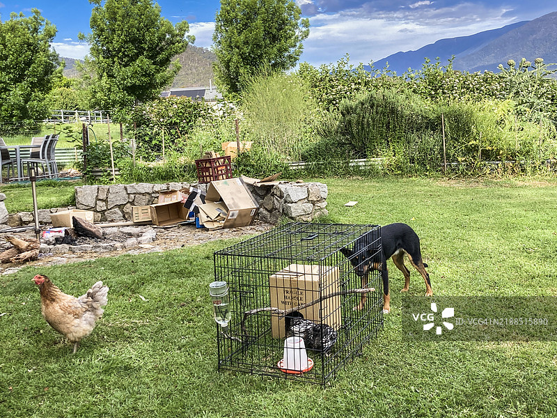 澳大利亚凯尔皮犬在塔翁加，维多利亚州看护鸡群图片素材