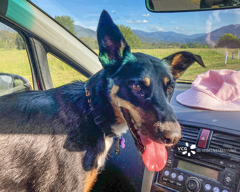 澳大利亚凯尔皮犬在车内，塔翁加，维多利亚州。图片素材