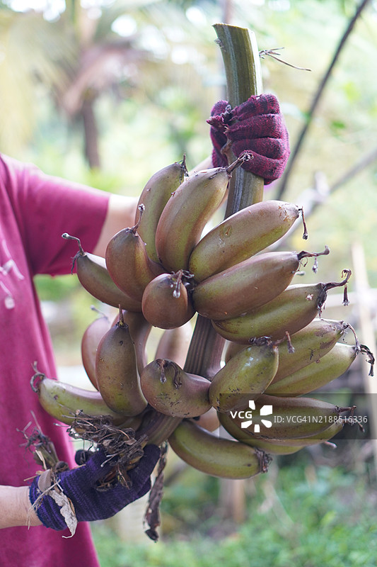 红香蕉果树图片素材