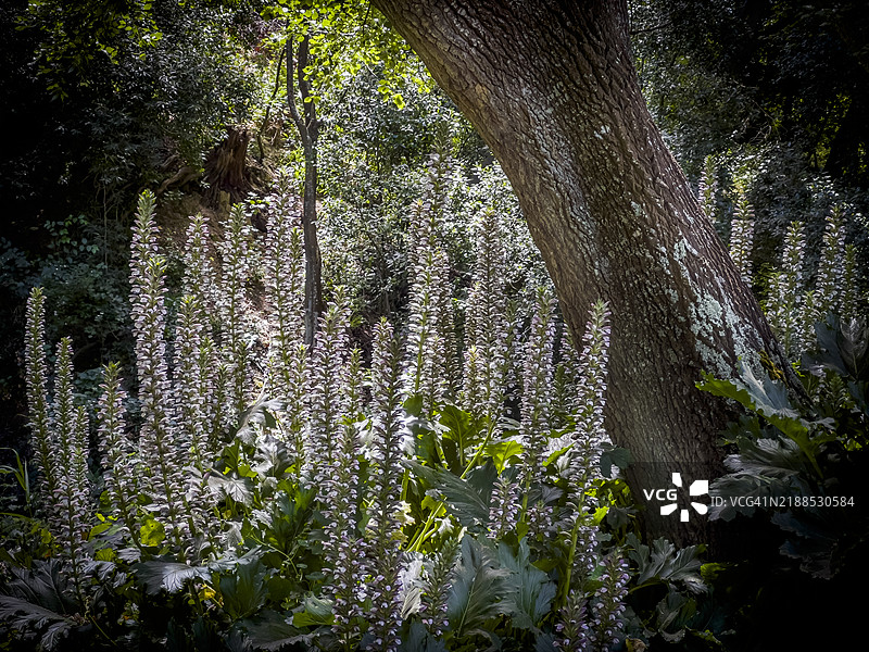 一片茂密的高大刺芹花。图片素材