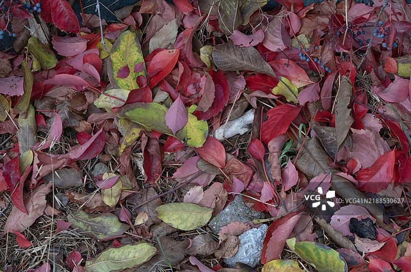 高角度视图的秋天落叶。图片素材