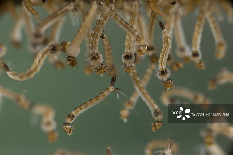 蚊子的幼虫图片素材