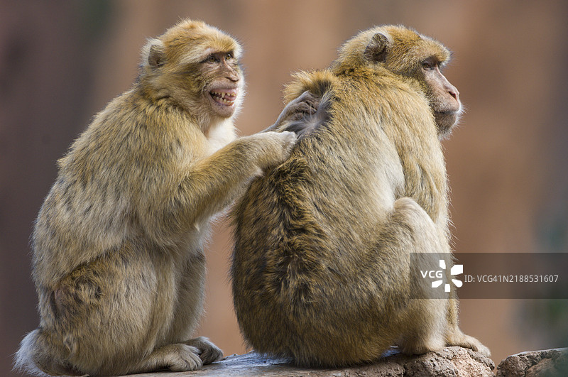 一对巴巴里猕猴图片素材
