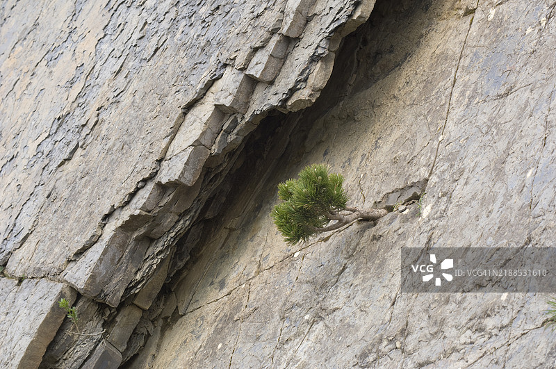 自然盆景图片素材