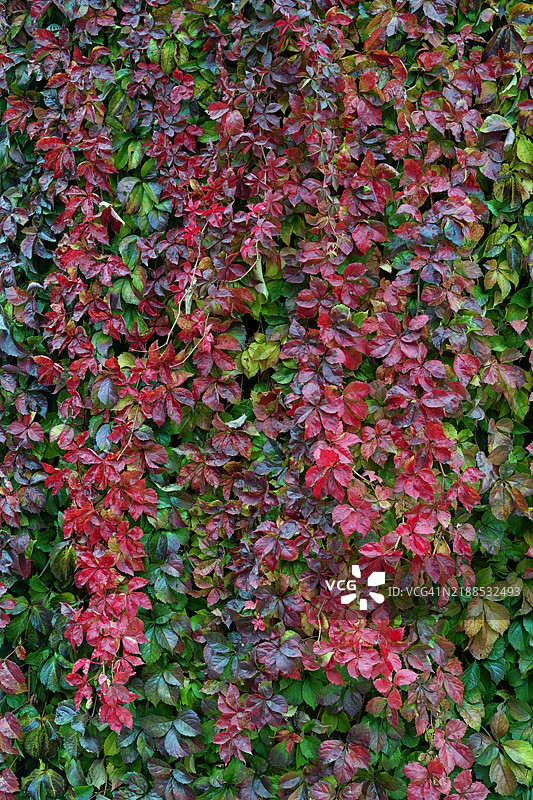 秋天常春藤的正面视图。图片素材