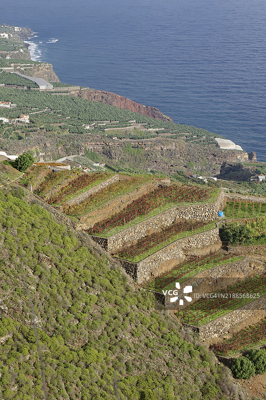 沿着陡峭的海岸线延伸着种满植物的梯田，俯瞰着海洋，位于西班牙加那利群岛拉帕尔马的圣安德烈斯。图片素材