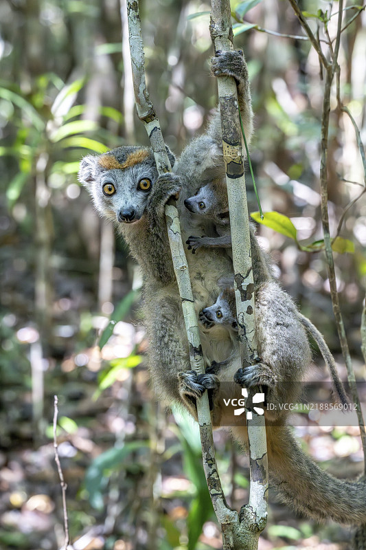 带冠狐猴（Eulemur coronatus）与双胞胎，位于马达加斯加阿津纳纳的勒帕尔马里姆保护区，安比南尼农。图片素材