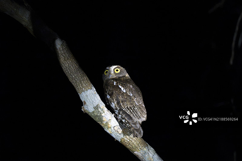 马达加斯加角鸮（Otus rutilus），贝马农加，梅纳贝，马达加斯加，非洲图片素材