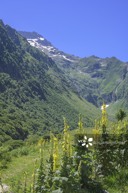 开花的毛蕊花(Verbascum),徒步前往意大利库内奥省的索里亚埃伦纳避难所,欧洲图片素材