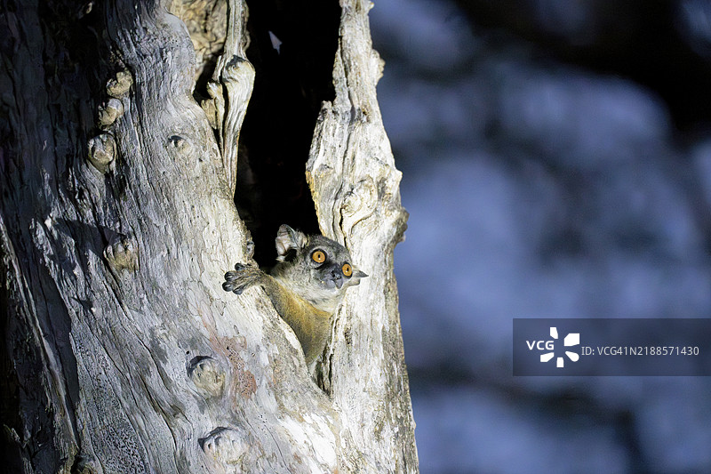 鼠狐猴（Microcebus）从一棵劈开的树中探出头来，贝马农加，梅纳贝，马达加斯加，非洲图片素材