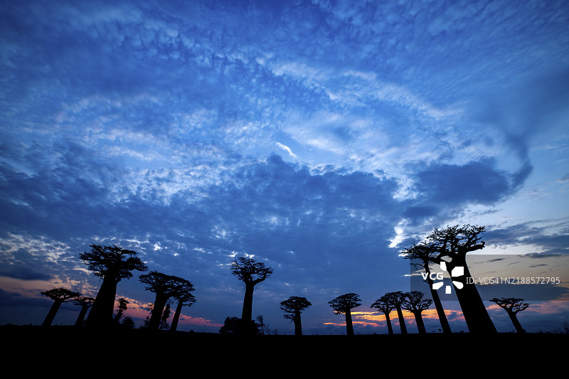 日落时分的猴面包树（Adansonia），贝马农加，梅纳贝，马达加斯加，非洲图片素材