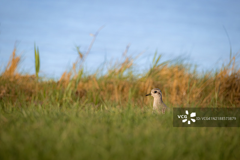黑腹滨鹬在海岸草丛中图片素材