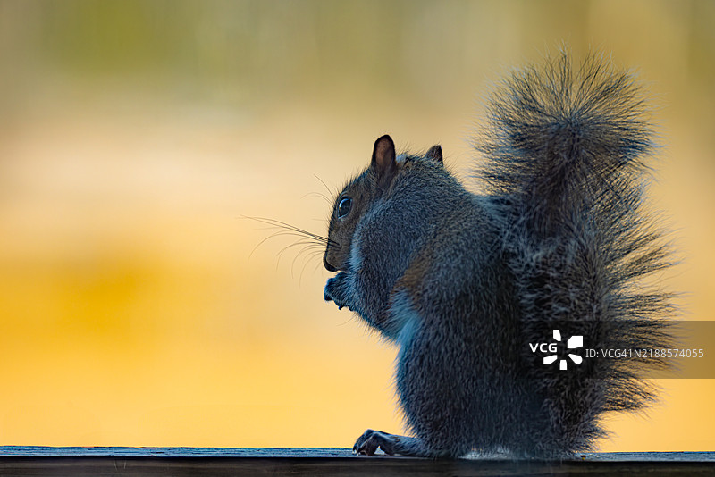 金色光线中的东部灰松鼠剪影图片素材
