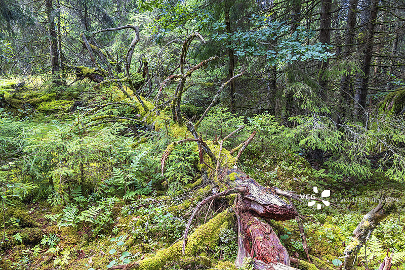 瑞典，欧洲，茂密的古老森林中倒下的树木腐烂在地面上，覆盖着苔藓。图片素材
