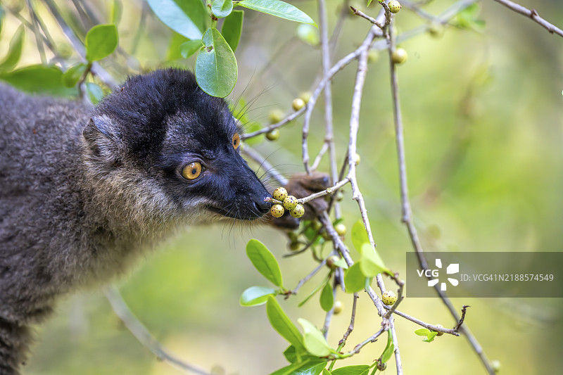 常见棕色狐猴(Eulemur fulvus),嗅闻水果,安达西贝,阿劳特拉-曼戈罗,马达加斯加,非洲图片素材