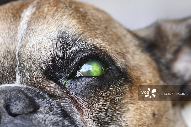 受伤狗眼的特写，眼中有绿色液体，来自医学荧光素染料测试，用于检测角膜溃疡损伤。图片素材