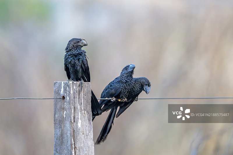 光嘴安妮鸟(Crotophaga ani),南潘塔纳尔,阿基达瓦纳,陶奈,南马托格罗索,巴西,南美洲图片素材