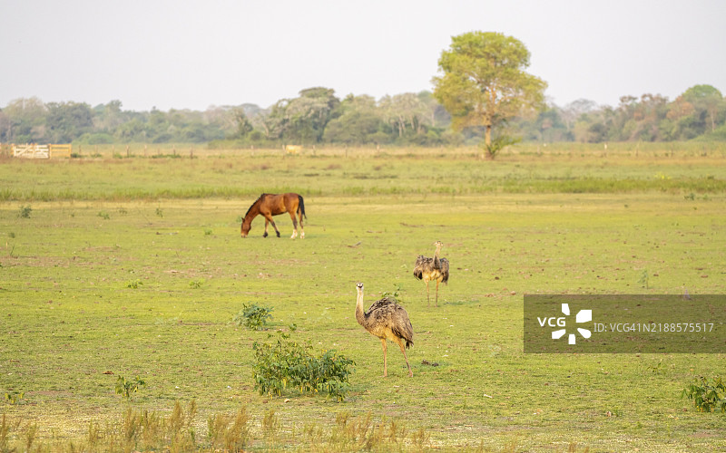 南美洲南潘塔纳尔，科伦巴，内科兰迪亚，马托格罗索州，草地上的南美鸵鸟（Rhea americana）与一匹马一起站立。图片素材